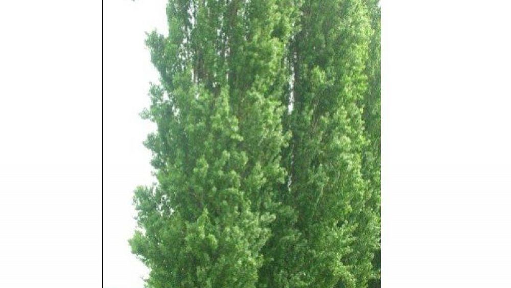 29062021 pioppi 29062021 pioppi