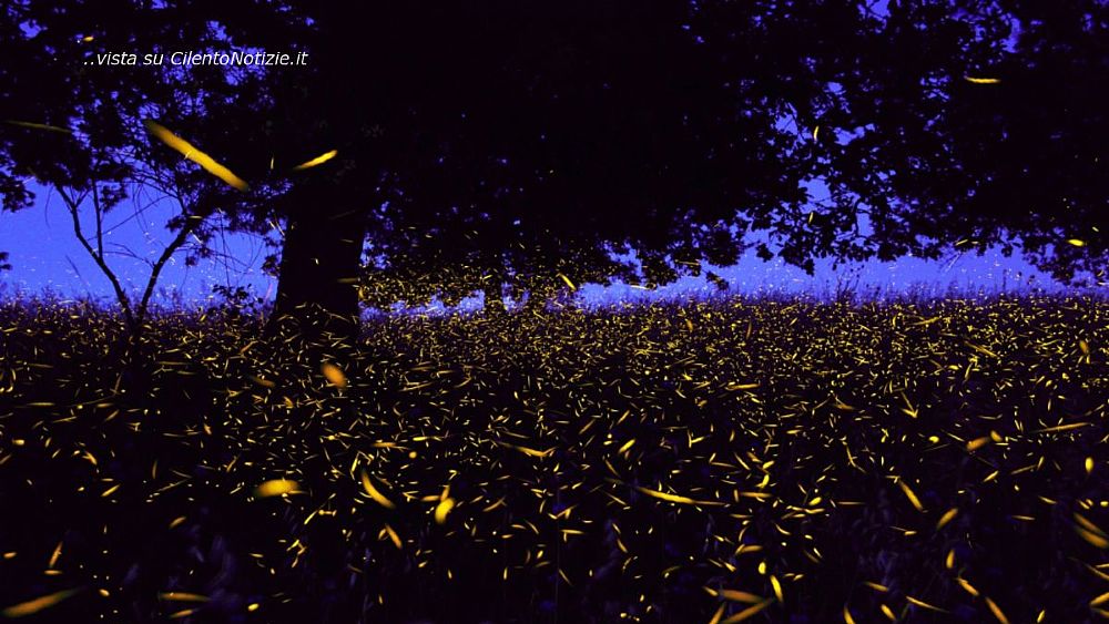 29062023 osservazione delle lucciole