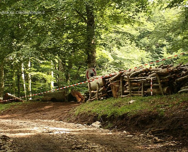 29072014 taglio illecito alberi