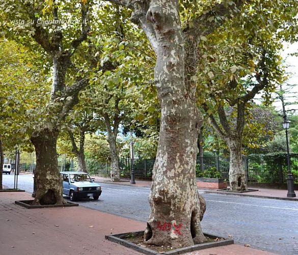 29072016 alberi cava