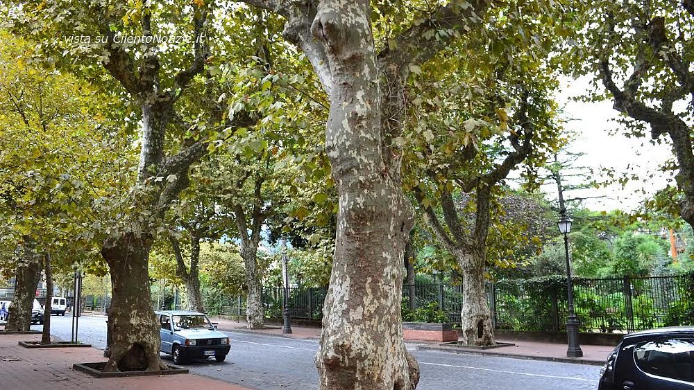 29072016 alberi cava