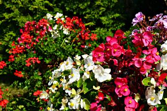 29072026 molochszczecin begonias 874514 1920