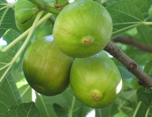 29082015 fichi albero