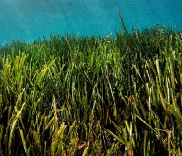 29092021 posidonia marina
