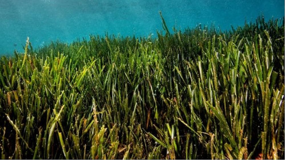 29092021 posidonia marina 29092021 posidonia marina