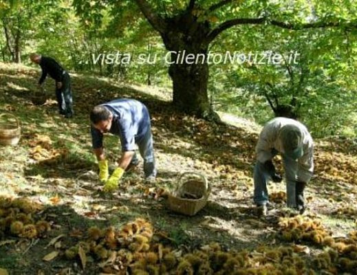 29102012 raccolta castagne 1