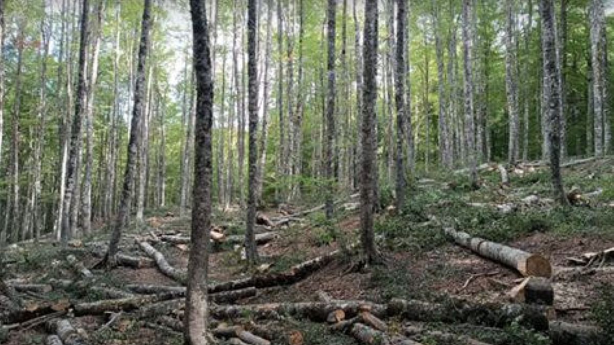 29102023 taglio boschi 29102023 taglio boschi