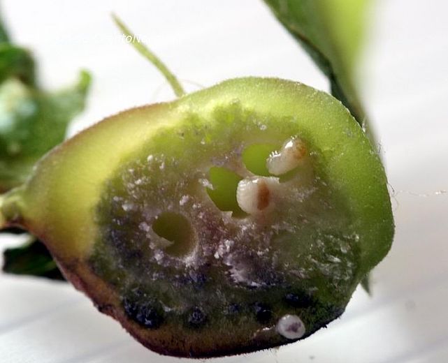 29112013 cinipide larve