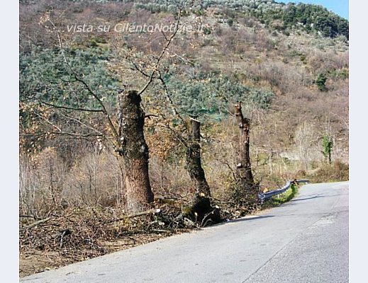 3 dei numerosi alberi secolari mutilati a San Cipriano Picentino