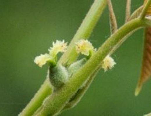 Floriana-Iuliano foto - 30012015 fiori di back