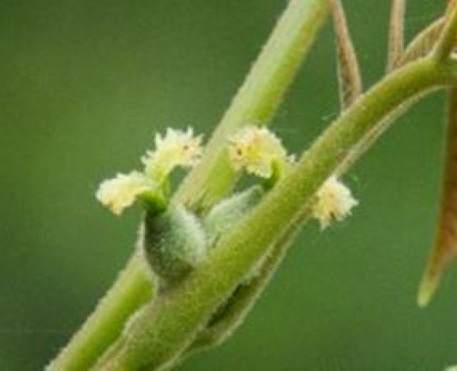 30012015 fiori di back 30012015 fiori di back