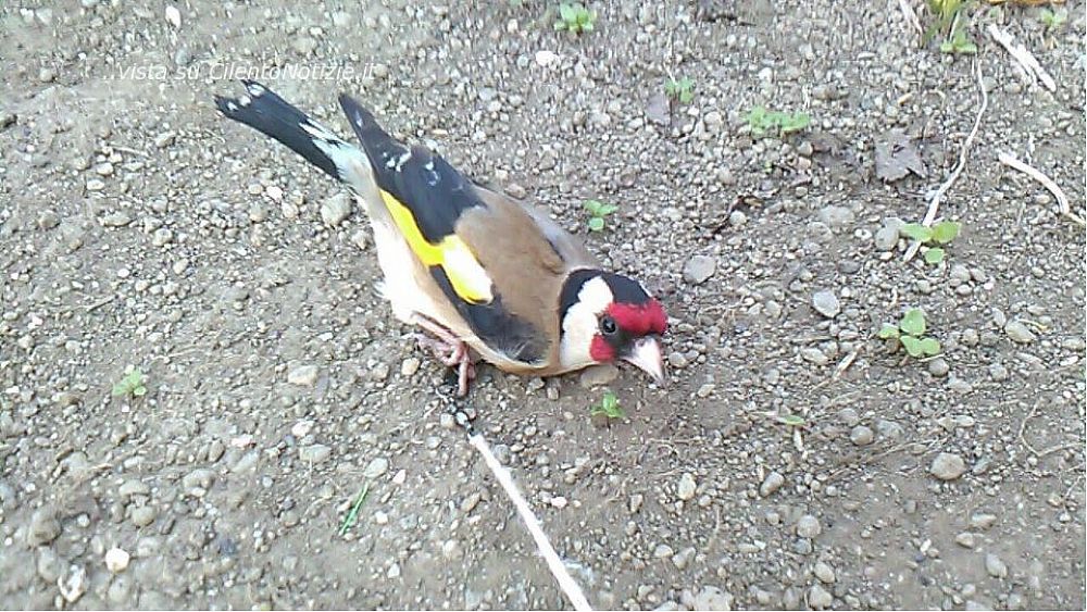 30032017 cardellini catturati