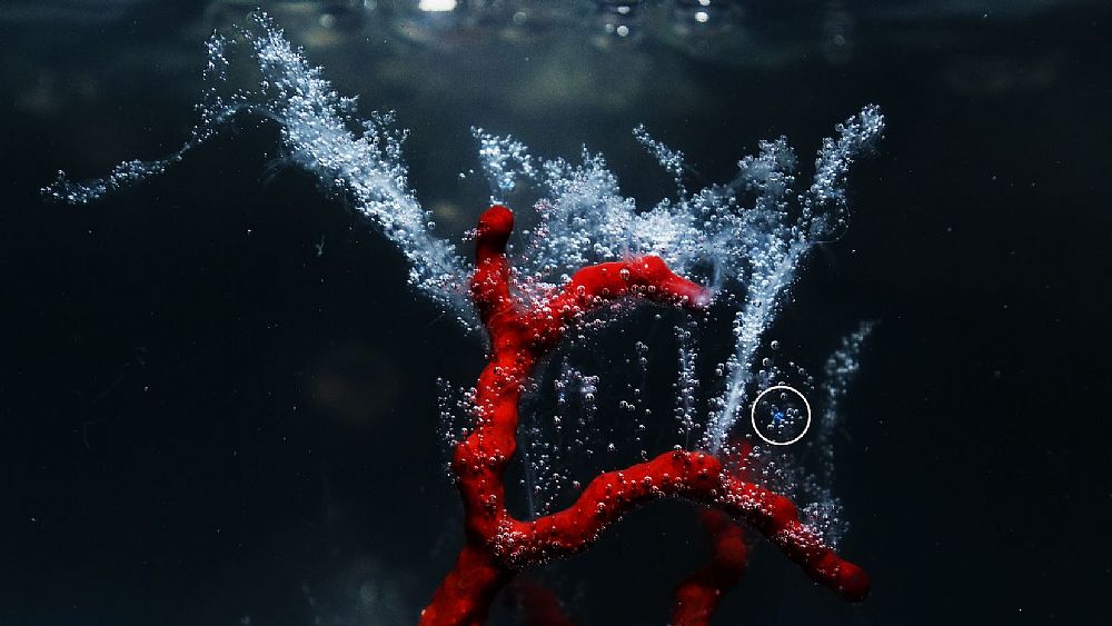 30032021 corallo e pezzetto di plastica circle credits foto ettore moretti copia 30032021 corallo e pezzetto di plastica circle credits foto ettore moretti copia