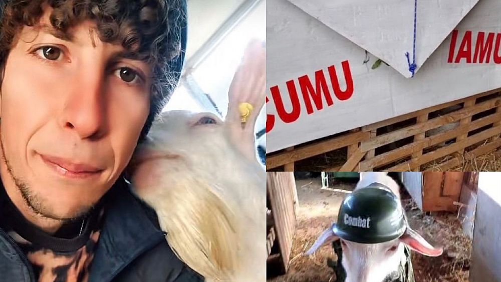 30042022 saverio riccelli e capra 30042022 saverio riccelli e capra