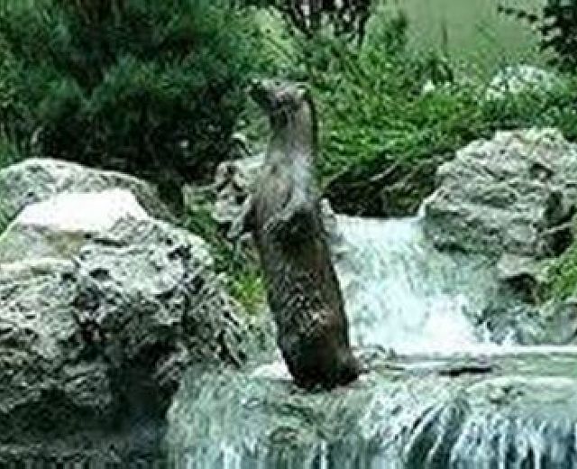 30052014 lontra del cilento