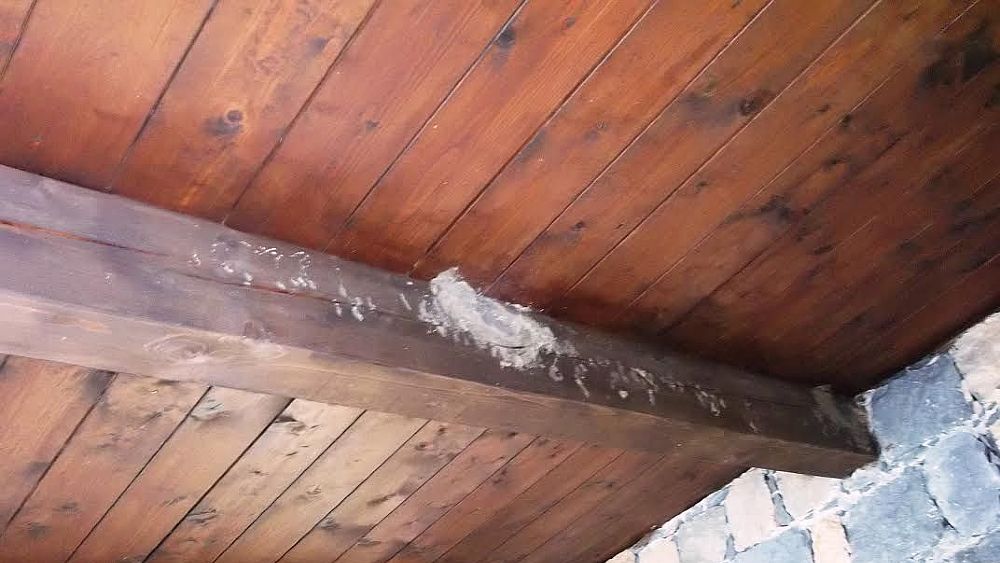 30052016 nido distrutto