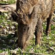 Attualita foto - 30052018 cinghiali
