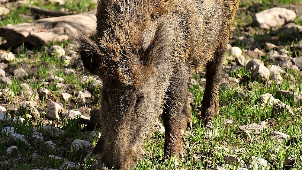 30052018 cinghiali 30052018 cinghiali