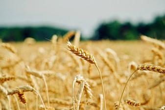 30062026 campo di grano