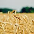 Salerno Notizie foto - 30062026 campo di grano