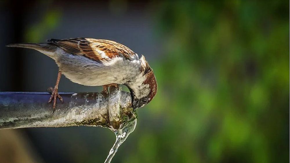 30072020 caldo e fontana uccello