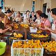 Spettacoli-eventi foto - 30072026 sagra del fiore di zucca