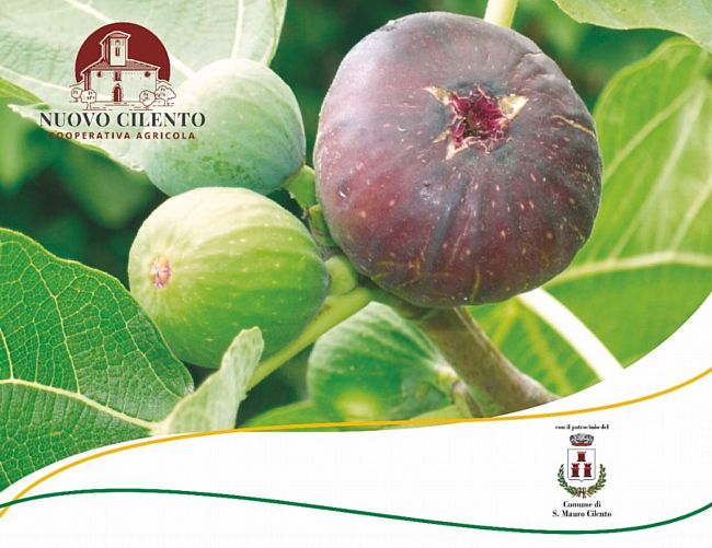 30082023 settembre ai fichi