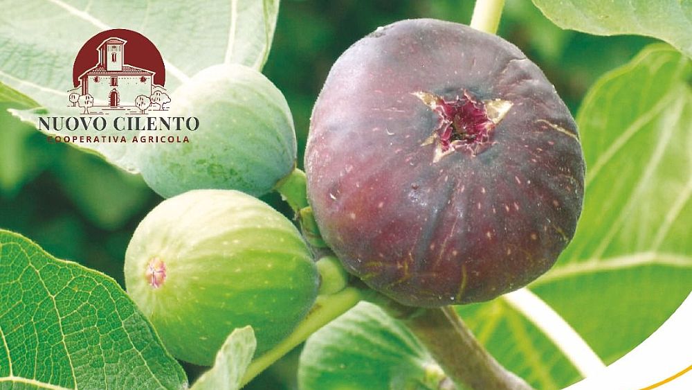 30082023 settembre ai fichi