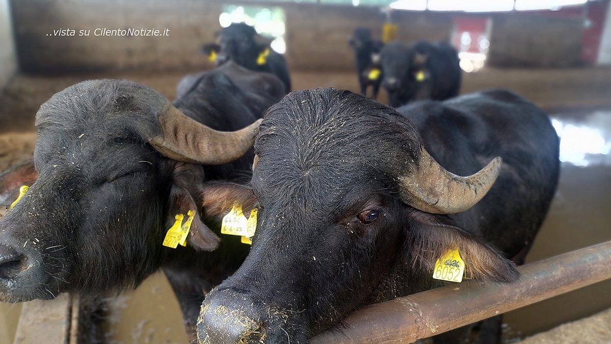 30082025 bufale 30082025 bufale