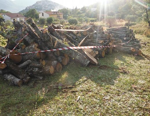 30092015 sequestro forestale legna