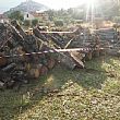 Cilento - Le ultime  Notizie foto - 30092015 sequestro forestale legna