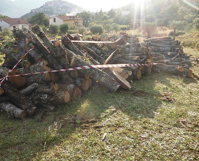 30092015 sequestro forestale legna