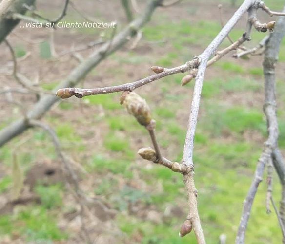 30092021 castagne