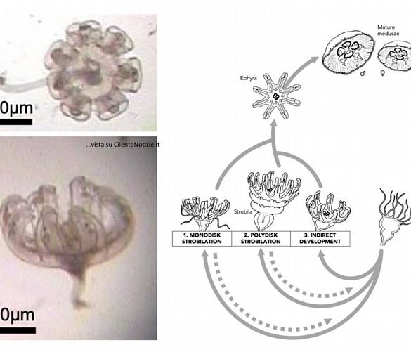 30092021 strategia riproduttiva meduse science