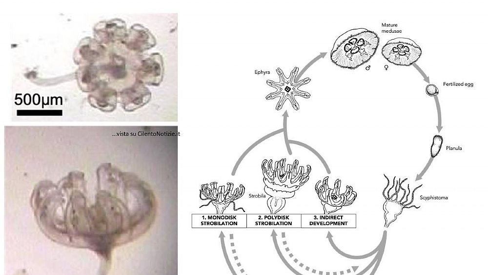 30092021 strategia riproduttiva meduse science 30092021 strategia riproduttiva meduse science