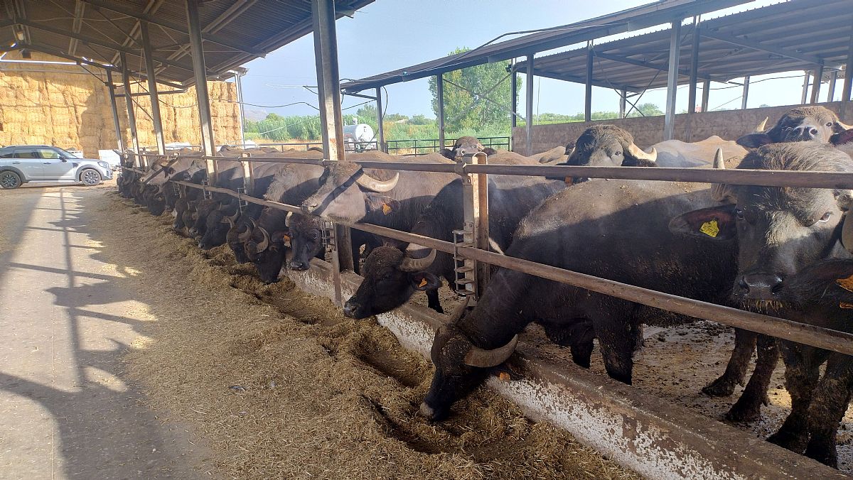 30092025 bufala mediterranea