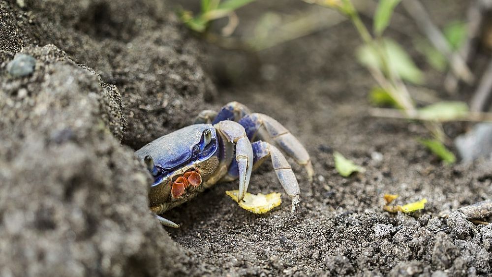 30102016 granchio blu