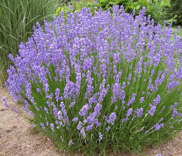 Marisa-Russo foto - 30102020 lavanda