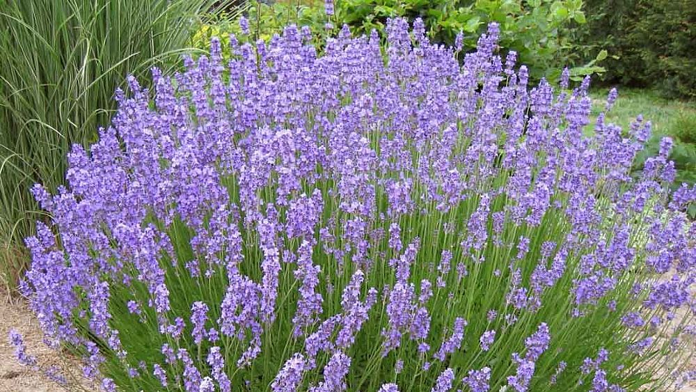 30102020 lavanda 30102020 lavanda