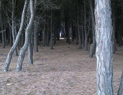 30112012 fascia pineta eboli salerno