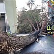 Cronaca foto - 30112024 albero caduto unisa
