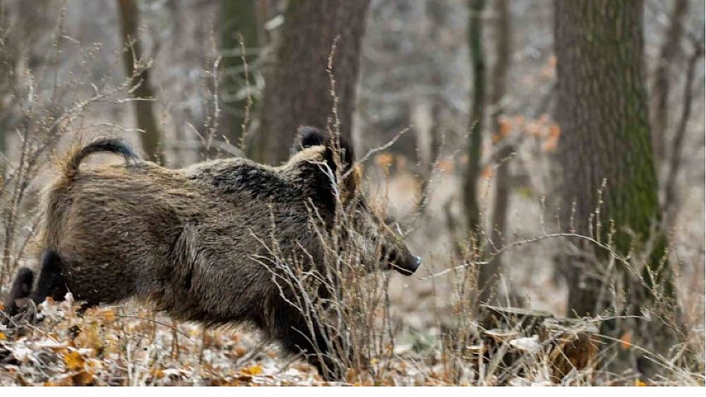 30122018 caccia al cinghial