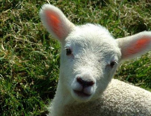 31032013 agnello pasqua 6