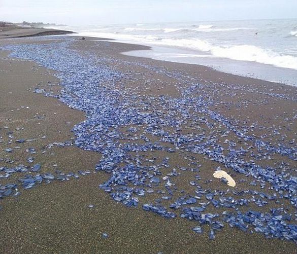31052016 meduse velella velella