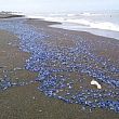 Ambiente foto - 31052016 meduse velella velella