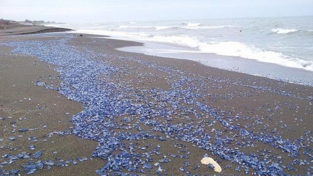 31052016 meduse velella velella