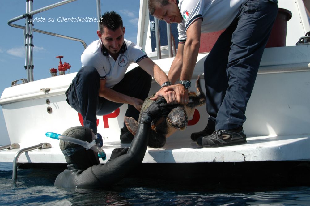 salvataggio tartaruga marina