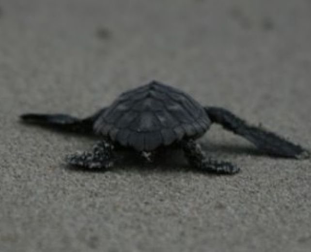 31072014 nidifica tartaruga 31072014 nidifica tartaruga