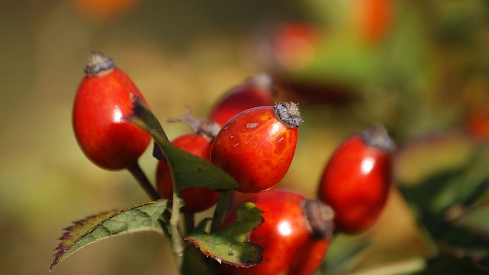 31072016 bacche velenose