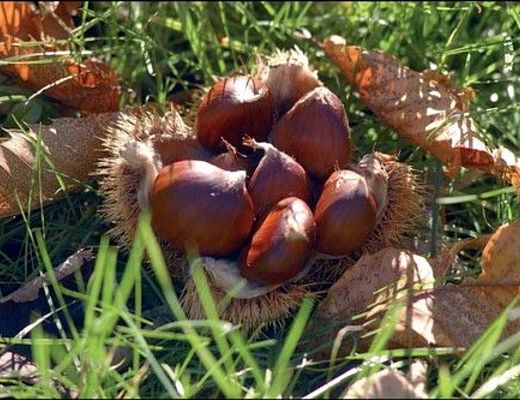 31102014 belle castagne